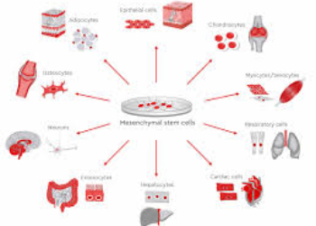 Celule Stem Preț – Factori care Influentează Costurile